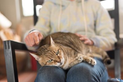 How Long Can a Cat Live With Arthritis?