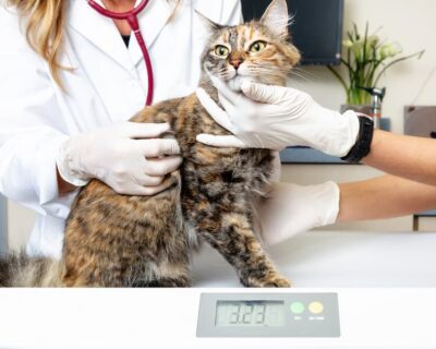 Cat Body Condition Score: How to Measure It Cat Body Condition Score: How to Measure It