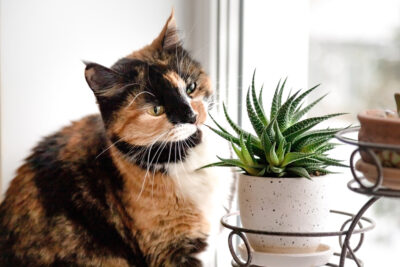 Are Succulents Poisonous to Cats?