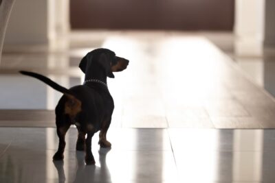 Dog Pacing: 5 Reasons They Do It Dog Pacing: 5 Reasons They Do It