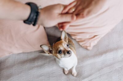 Do Dogs Get Jealous?