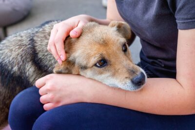 How to Comfort a Dog With Congestive Heart Failure