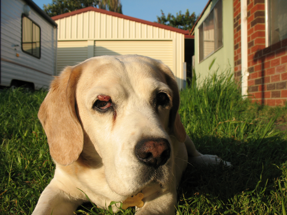 Dog with cyst near eye