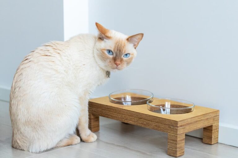 White Siamese cat eatng