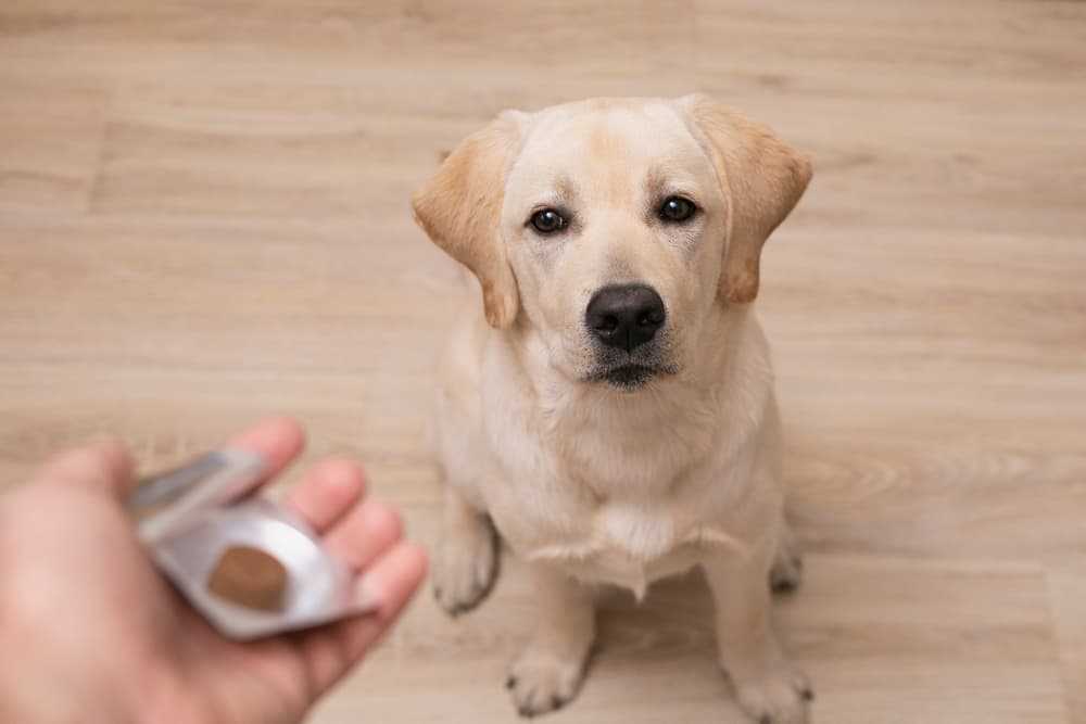 Giving dog a heartworm chewable