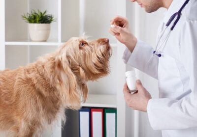 Furosemide for Dogs