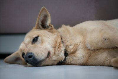 Can Dogs Get Concussions?