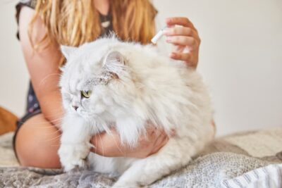Flea Medicine for Cats: Vet-Recommended Pills, Topicals, and Collars