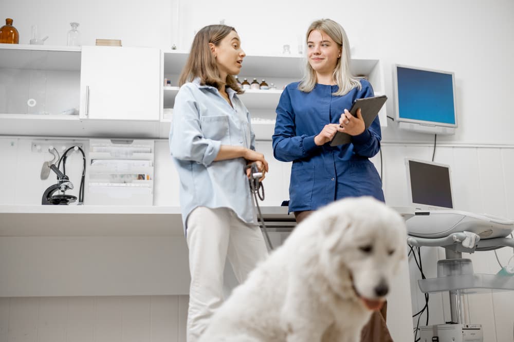 Pet owner discussing weight gain with vet