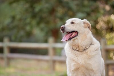 Sudden Dog Weight Gain: 7 Possible Causes