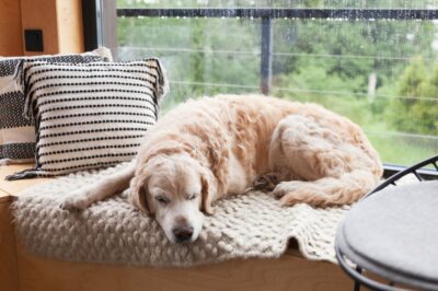 Congestive Heart Failure in Dogs Treatment Plan