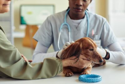 10 Best Arthritis Medications for Dogs