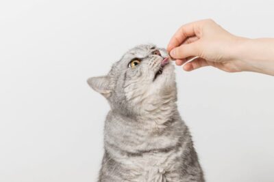 Bexacat: Oral Treatment for Cats with Diabetes