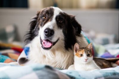 Can Dogs Be Allergic to Cats? Can Dogs Be Allergic to Cats?