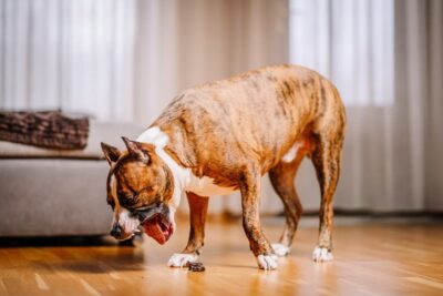 How to Make a Dog Throw Up: Inducing Vomiting in Dogs