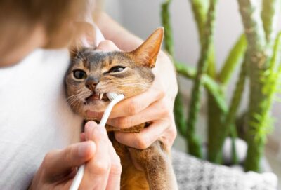 How to Brush a Cat’s Teeth: Steps and Tips