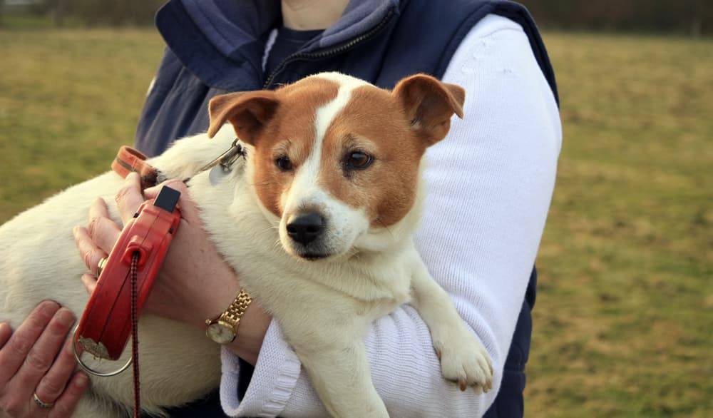 Overweight Jack Russell being held
