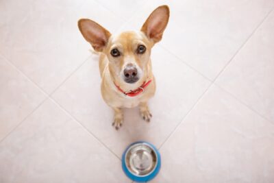 Diabetic Dog Food: What to Know Diabetic Dog Food: What to Know
