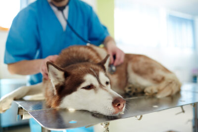 Mysterious Respiratory Illness Affecting Dogs Mysterious Respiratory Illness Affecting Dogs