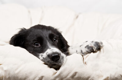 Dog Muscle Spasms: Causes and How to Help