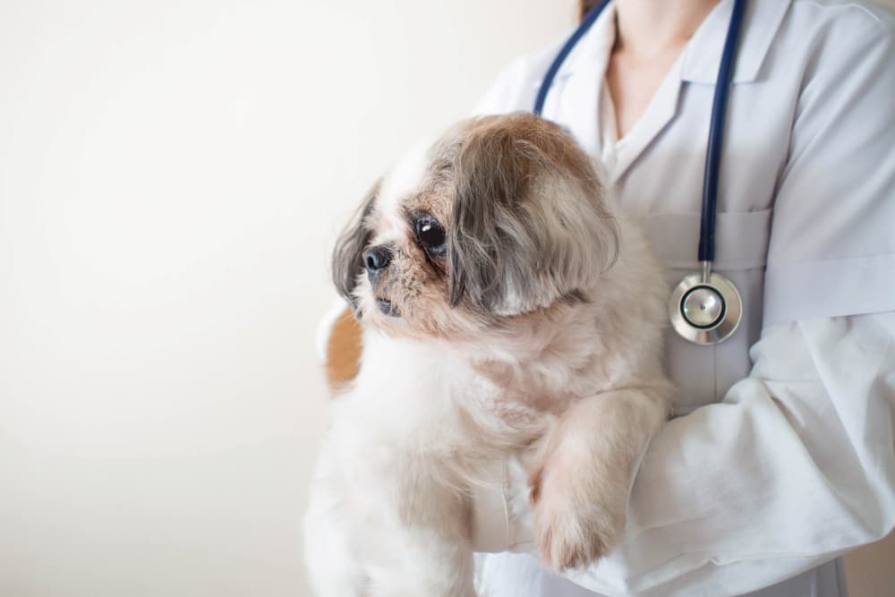 Veterinarian examining Shih Tzu dog 