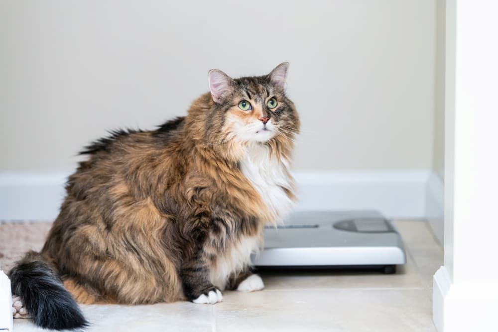 Cat sitting next to scale