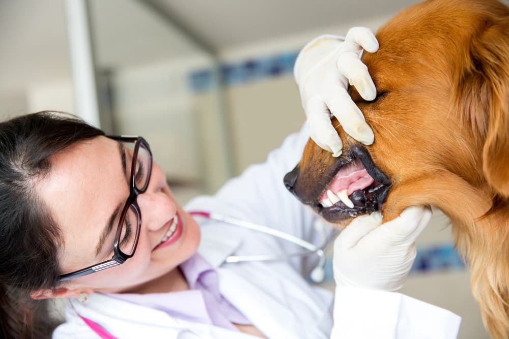 Veterinarian checking dog's gums