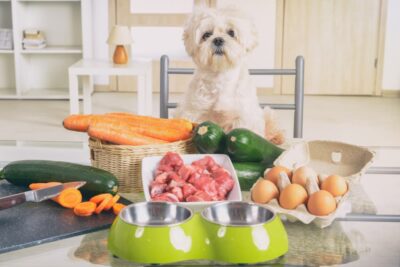 Are Dogs Omnivores or Carnivores?