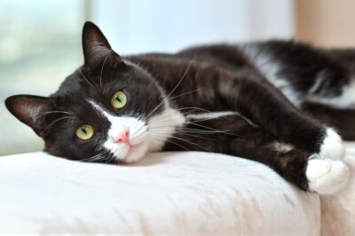 Mouth Cancer in Cats