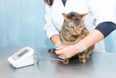 Measuring Your Cat’s Blood Pressure: What’s Normal and What’s Not