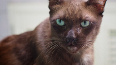 Cat Eye Discharge: 9 Common Causes