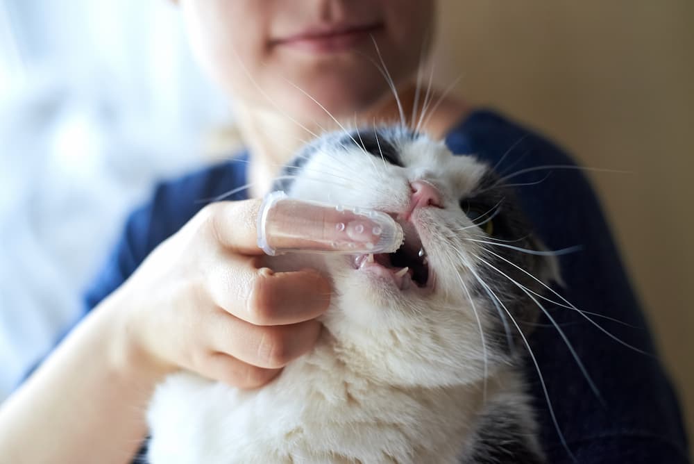Woman brushing cat's teeth