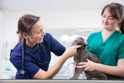 Tooth Resorption in Cats