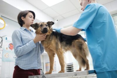Kidney Disease in Dogs Treatment Plan: Steps and What to Expect
