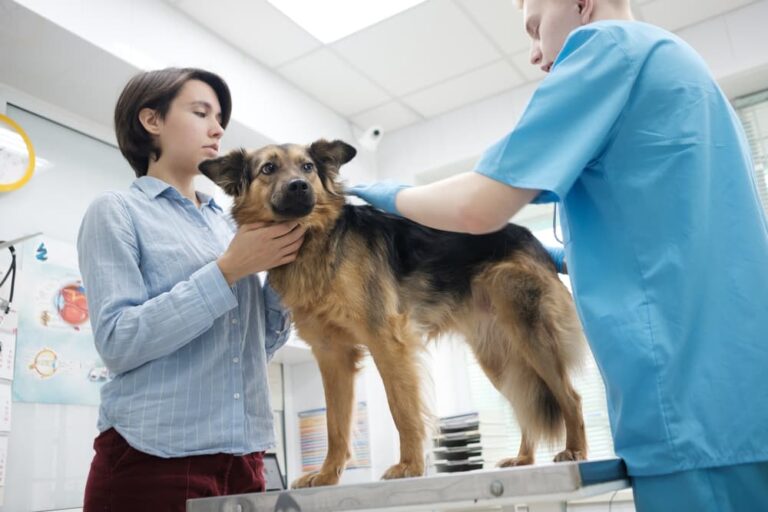 German Shepard dog at vet for kidney disease