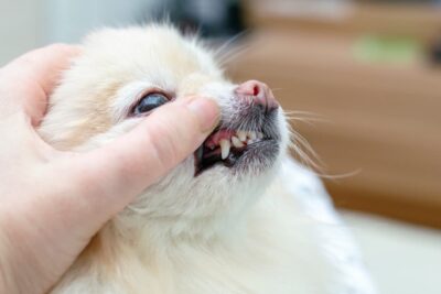 Healthy Dog Gums: What Should They Look Like?
