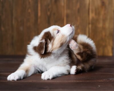 Preventing Dog Fleas: Methods, Tips, and Product Options