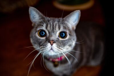 Watery Eyes in Cats: 6 Common Causes