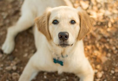 Is Sorbitol Safe for Dogs? Is Sorbitol Safe for Dogs?