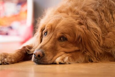 Enlarged Liver in Dogs: Causes, Symptoms, and Treatment
