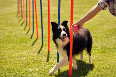 10 Best Exercises for Dog Weight Loss 10 Best Exercises for Dog Weight Loss