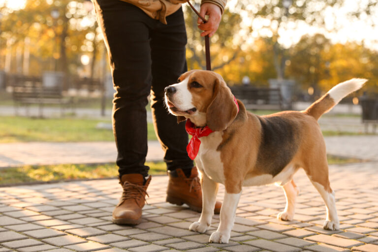 4 Different Dog Walks to Keep Exercise Interesting 4 Different Dog Walks to Keep Exercise Interesting