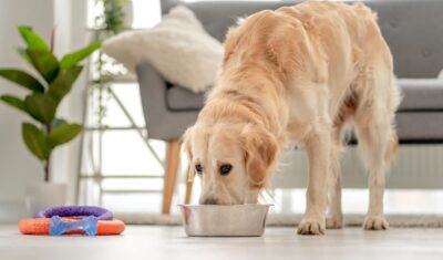 Urinary Dog Food: 6 Best Vet-Approved Formulas in 2024