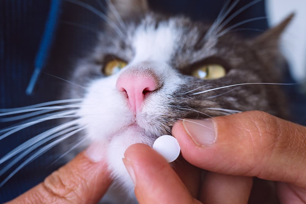 Giving cat blood pressure medication