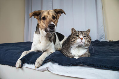 Can You Prevent Arthritis in Dogs and Cats?