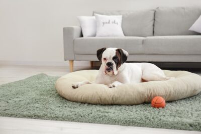 Why Are My Dog’s Back Legs Giving Out?