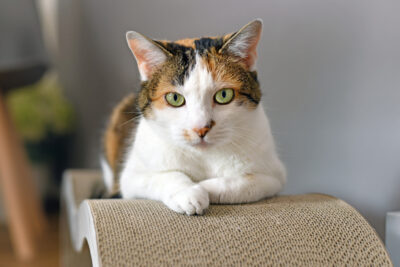 Coconut Oil for Cats: Benefits, Uses, and Safety Tips