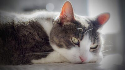 Lung Cancer in Cats