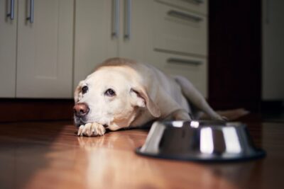 Best Dog Food for Arthritis: 5 Vet-Recommended Picks