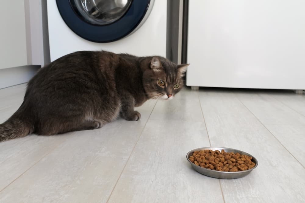 Cat isn't interested in eating food